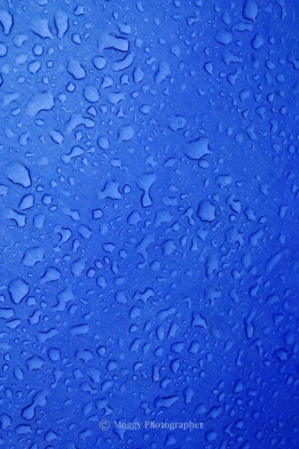 Copyright of Moggy Photographer