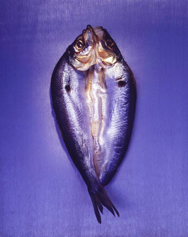 Copyright of Moggy Photographer