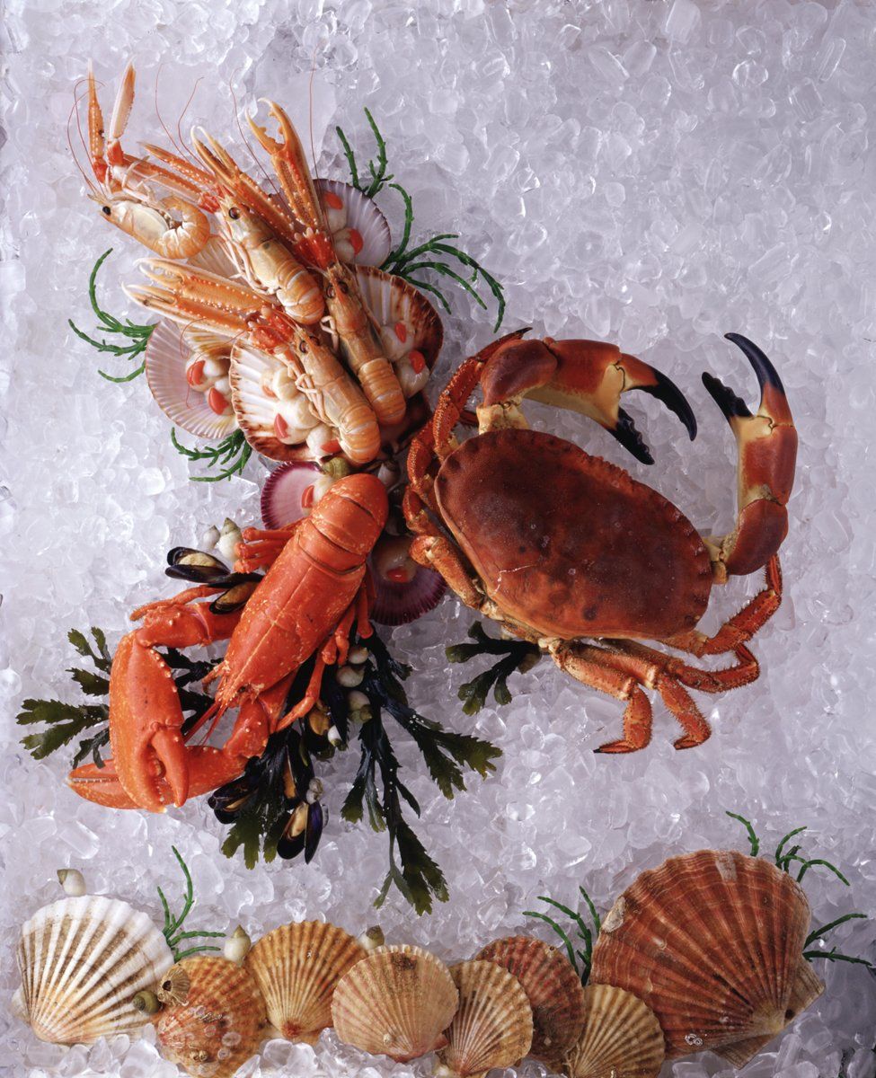 Copyright of Moggy Photographer