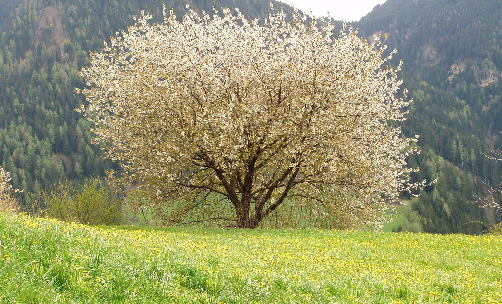 Qigong Yangsheng