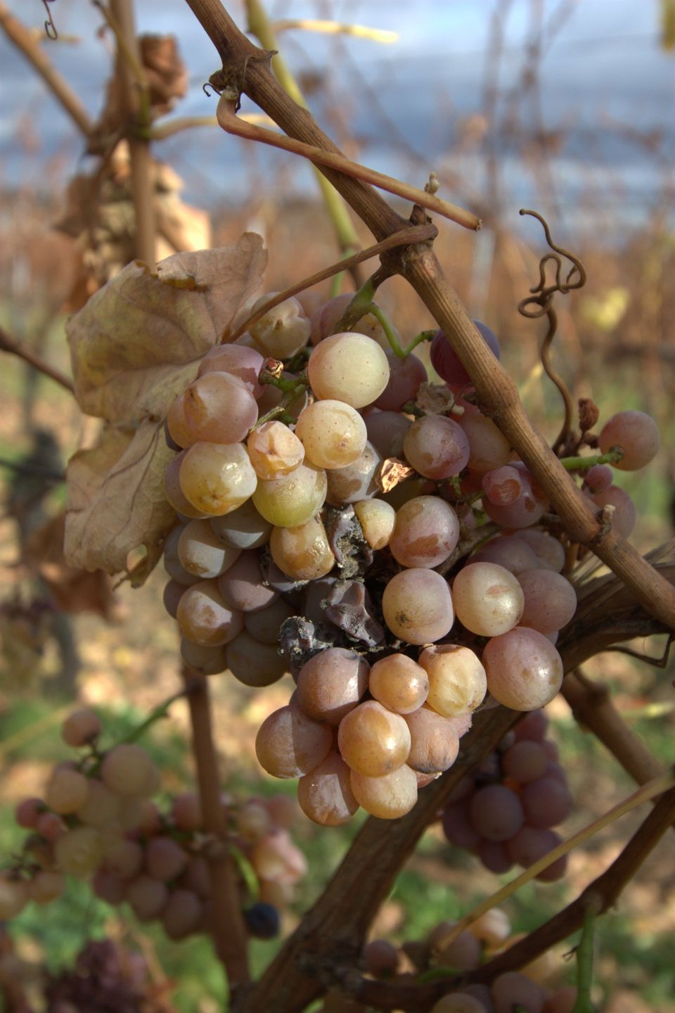 don't allow your career to dry up relaunch your career or professional talents