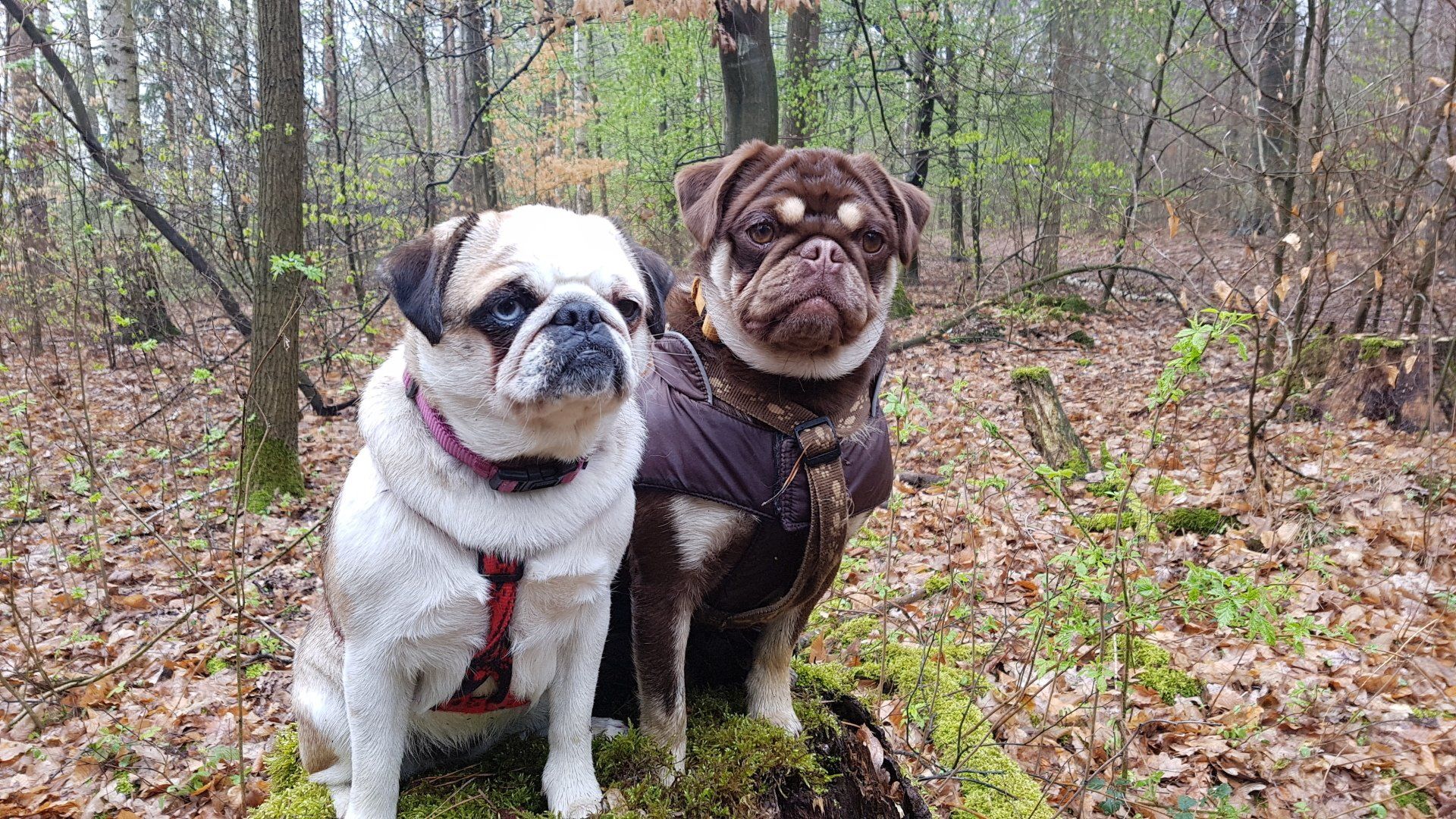 Mops Zucht