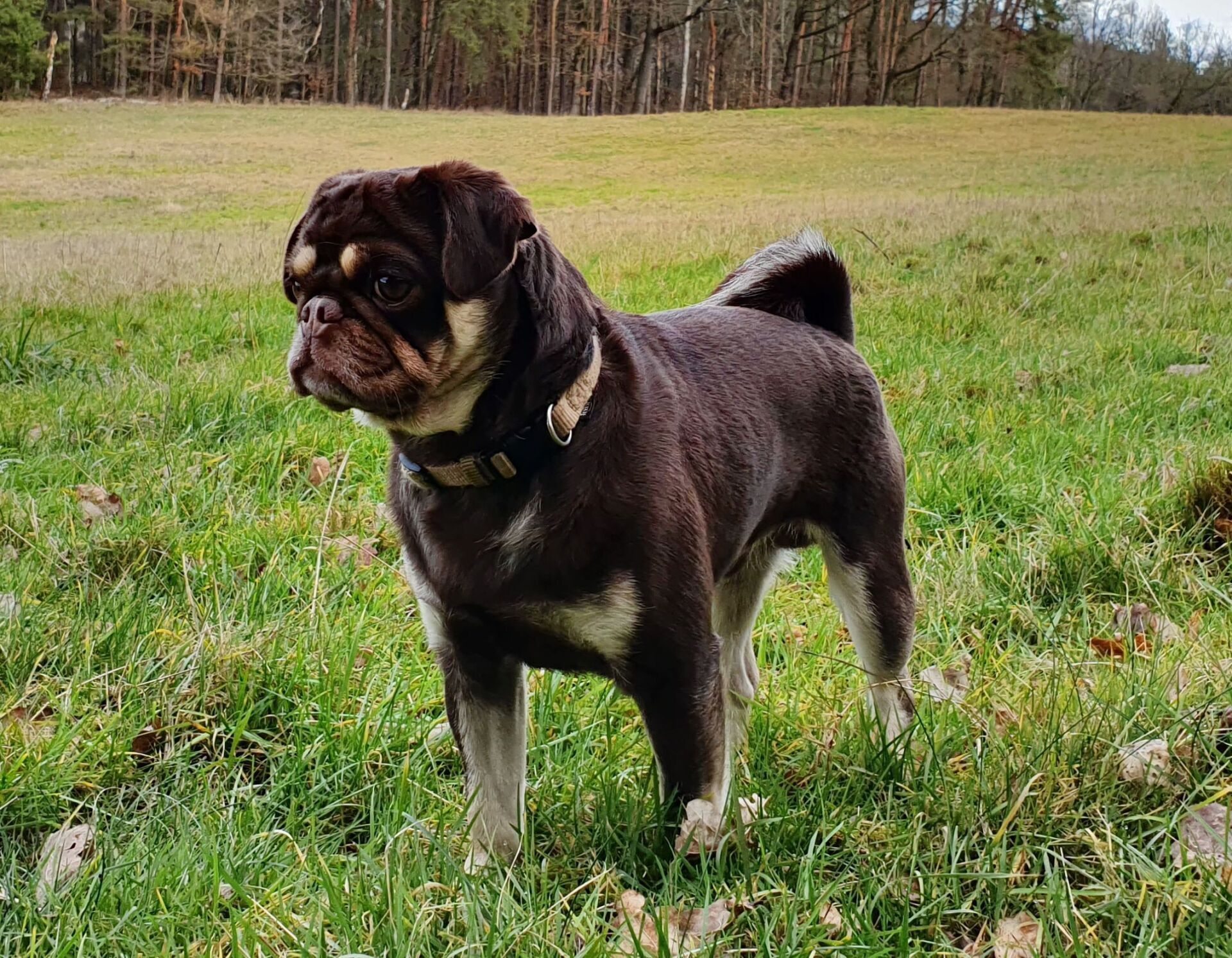 Mops Zucht