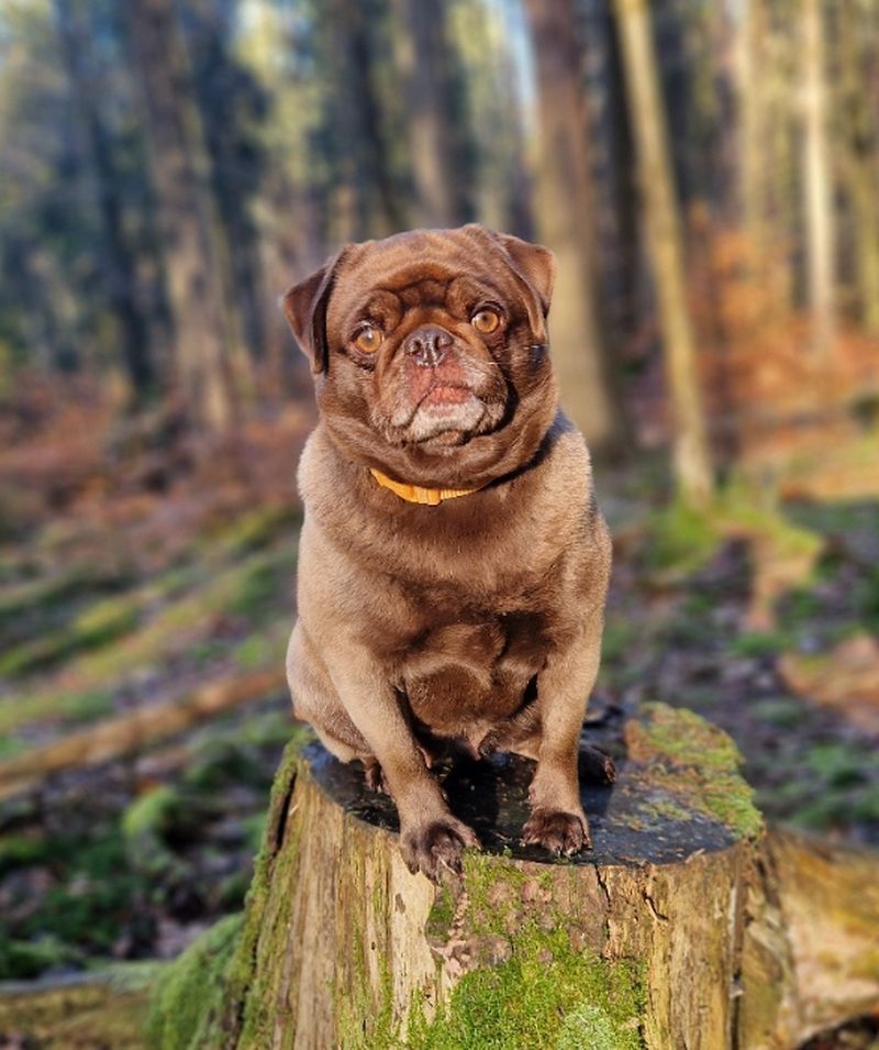 Mops Zucht
