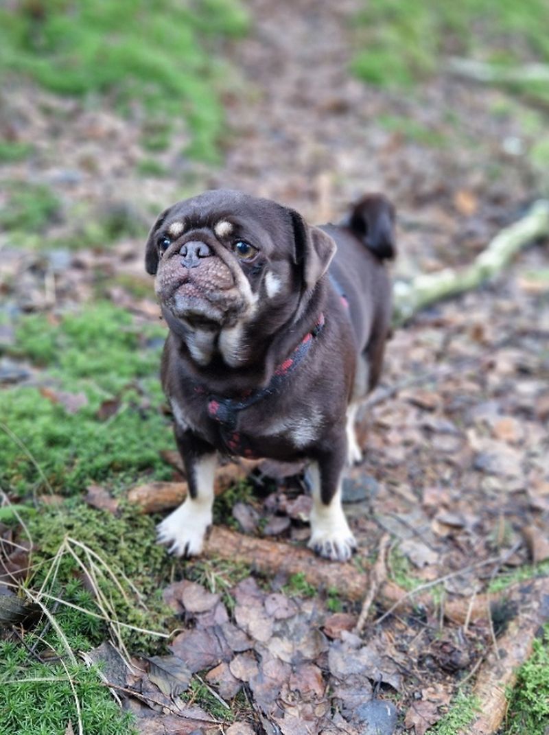 Mops Zucht