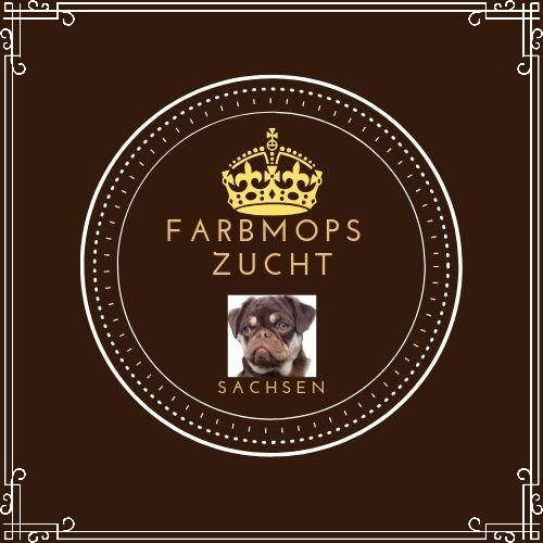Mops Zucht