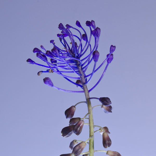 Hierba del querer (Leopoldia comosa): fotografía de autor y naturaleza silvestre.