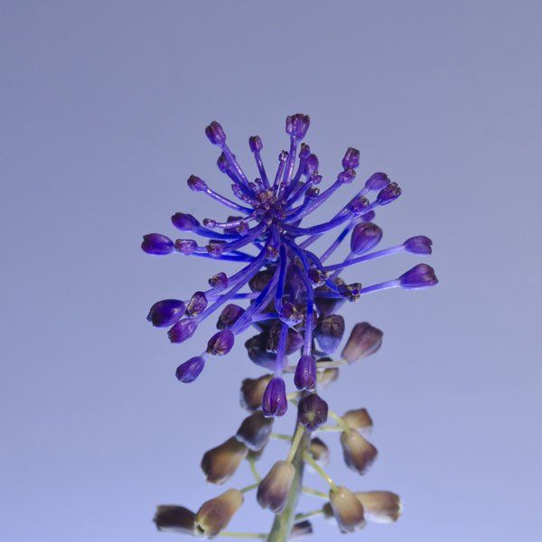 Arantxa Boyero: Muscari Comosum, obra en la colección del Parlament de les Illes Balears.