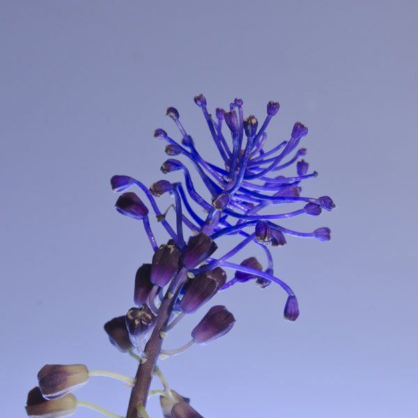 Arantxa Boyero: Muscari Comosum, obra en la colección del Parlament de les Illes Balears.