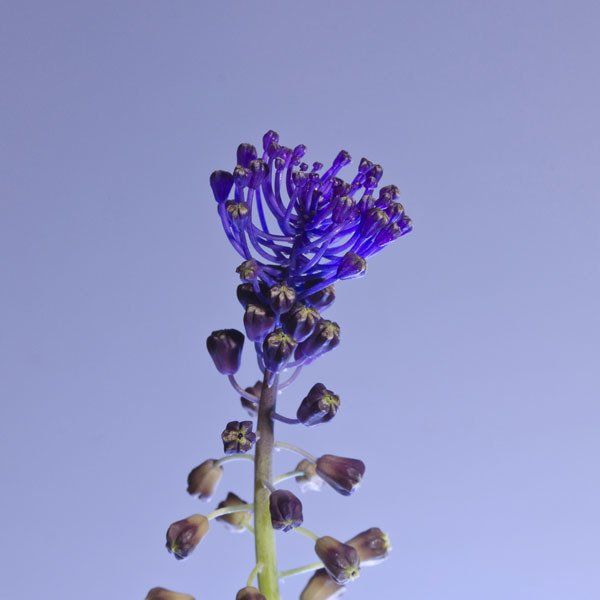 Arantxa Boyero: Muscari Comosum, obra en la colección del Parlament de les Illes Balears.