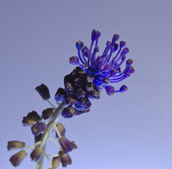 Fotografía artística de Guitarrillos (Muscari Comosum) por Arantxa Boyero.