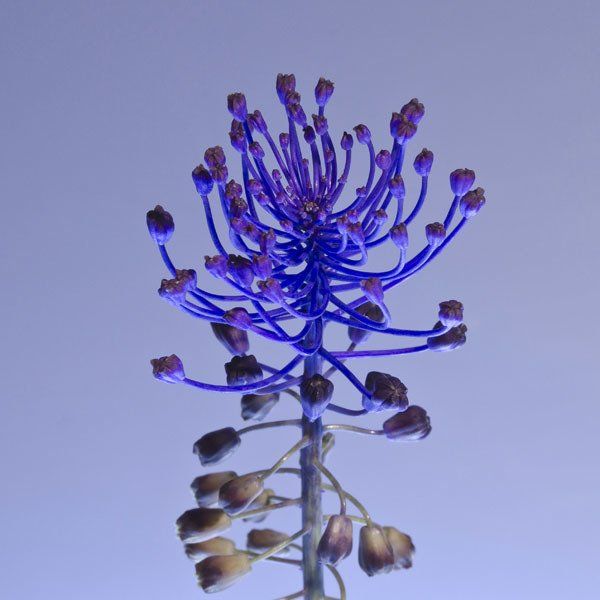 Fotografía artística de Guitarrillos (Muscari Comosum) por Arantxa Boyero.