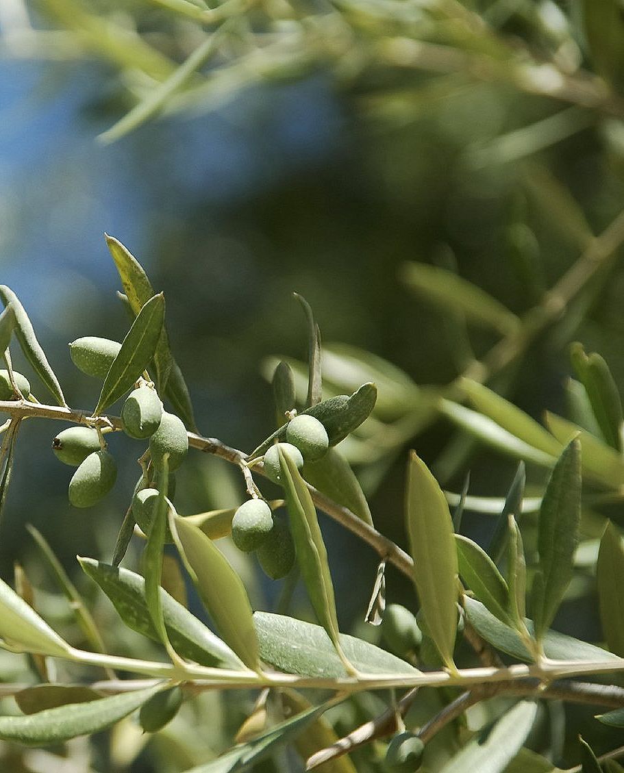 bienfaits les savons maison