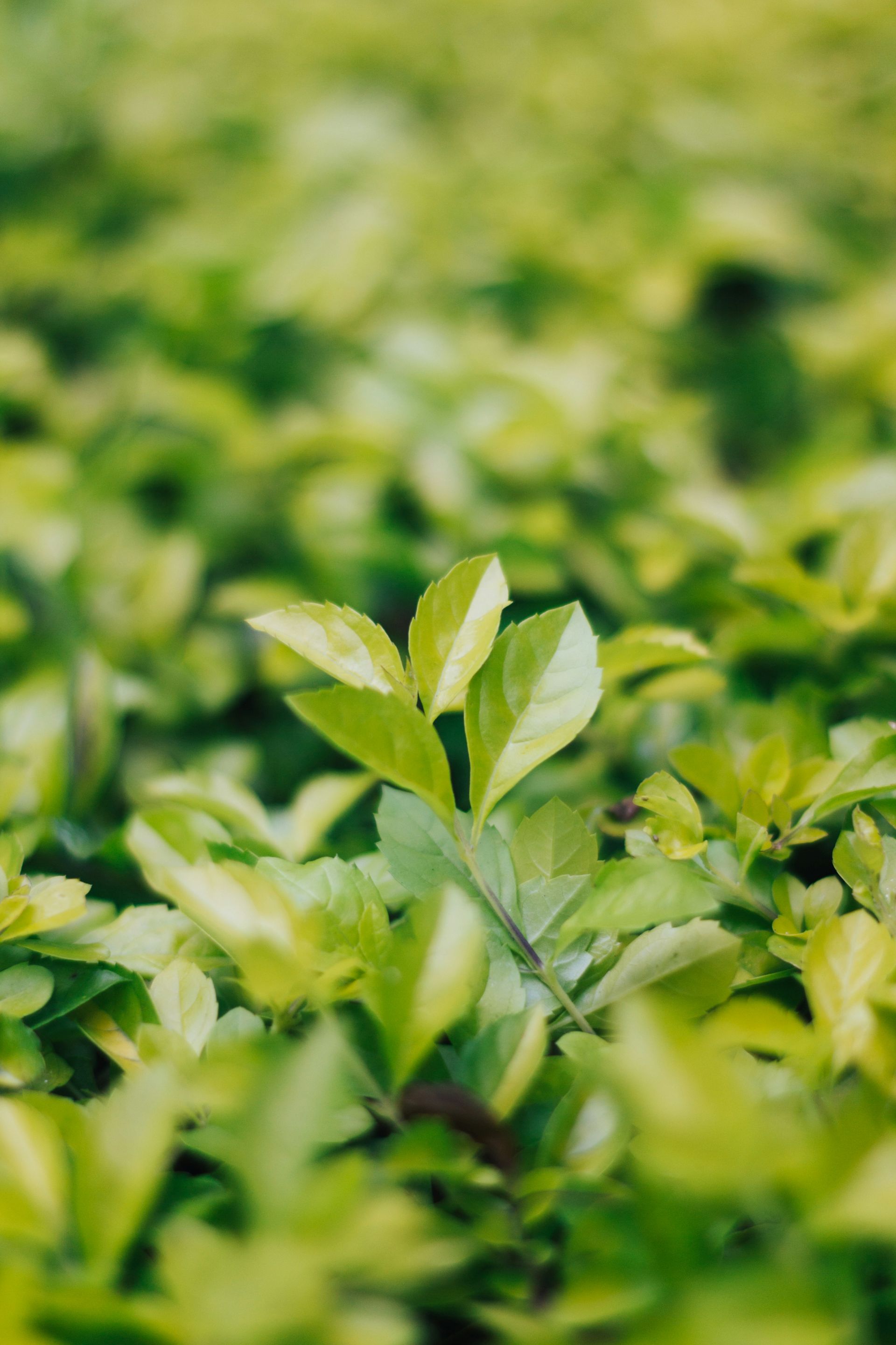 thé vert Sencha