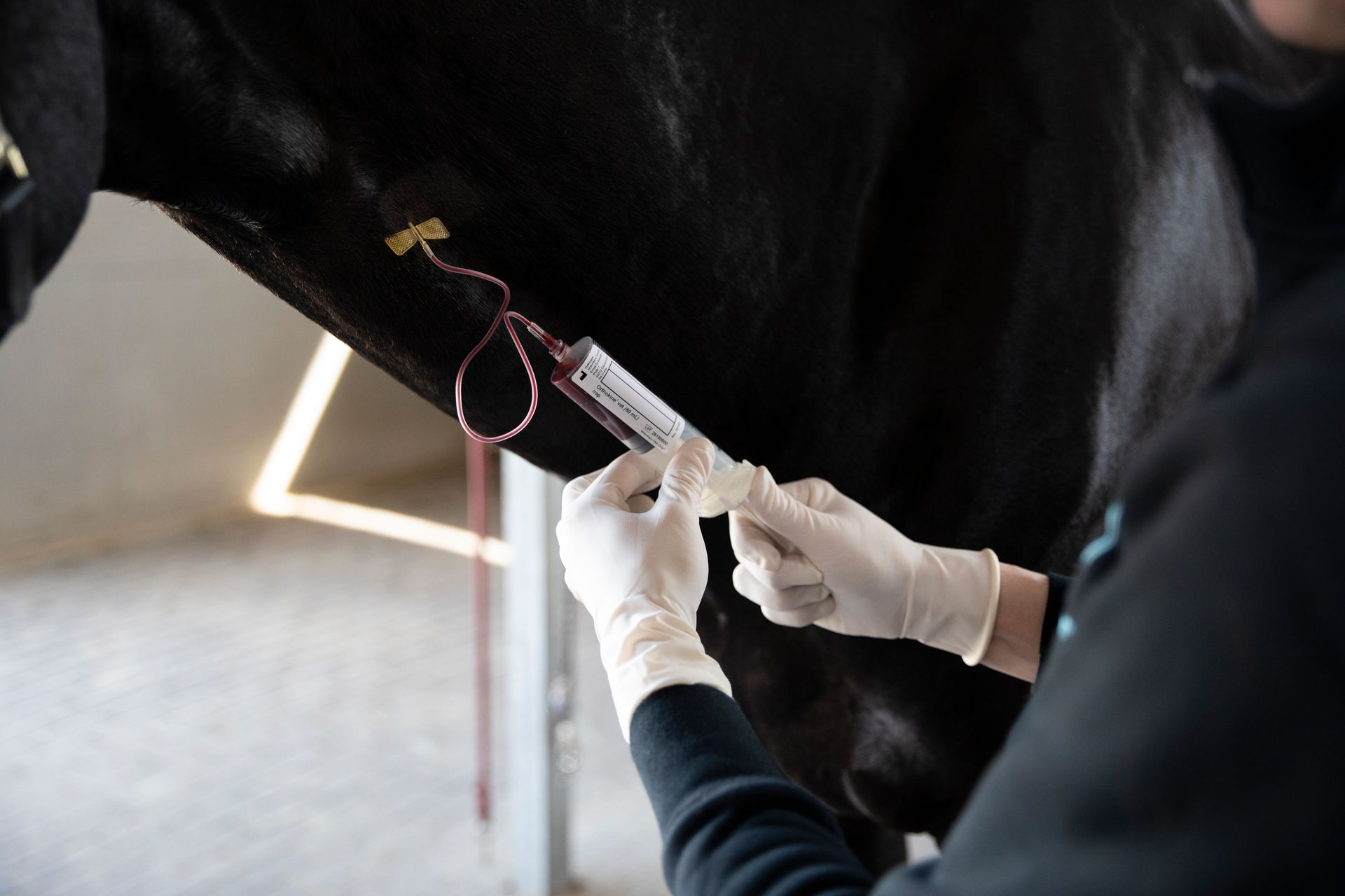 Blutentnahme bei einem Pferd durch Tierarzt im Rahmen der Leistungsdiagnostik