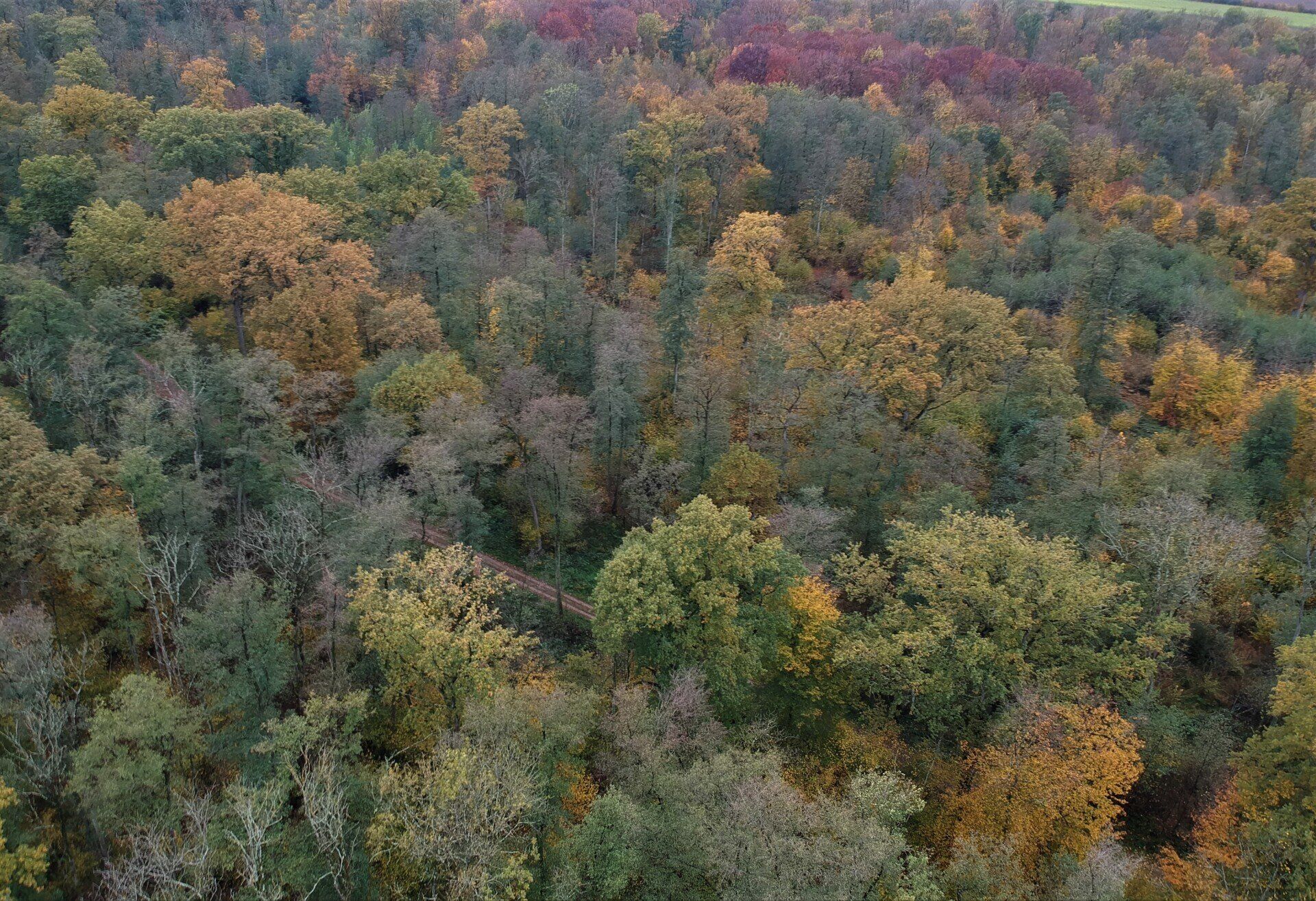 Wald Bodersweier Herbst