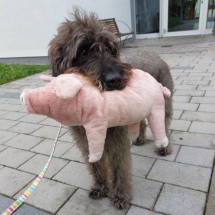 Hundebesuch im Pflegeheim, München