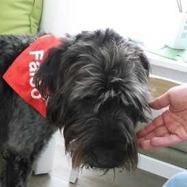 Gruppenbesuch mit Begleithund im Seniorenheim, München