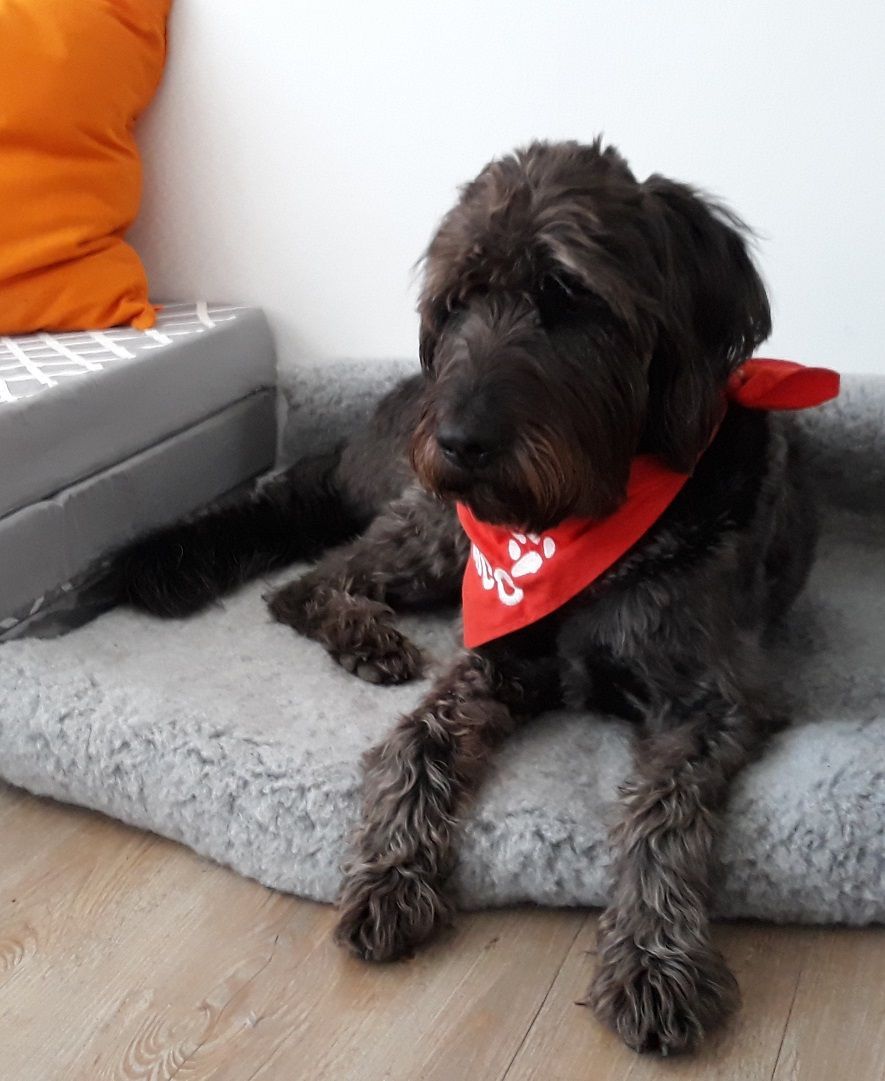 Therapiehund Falco – München