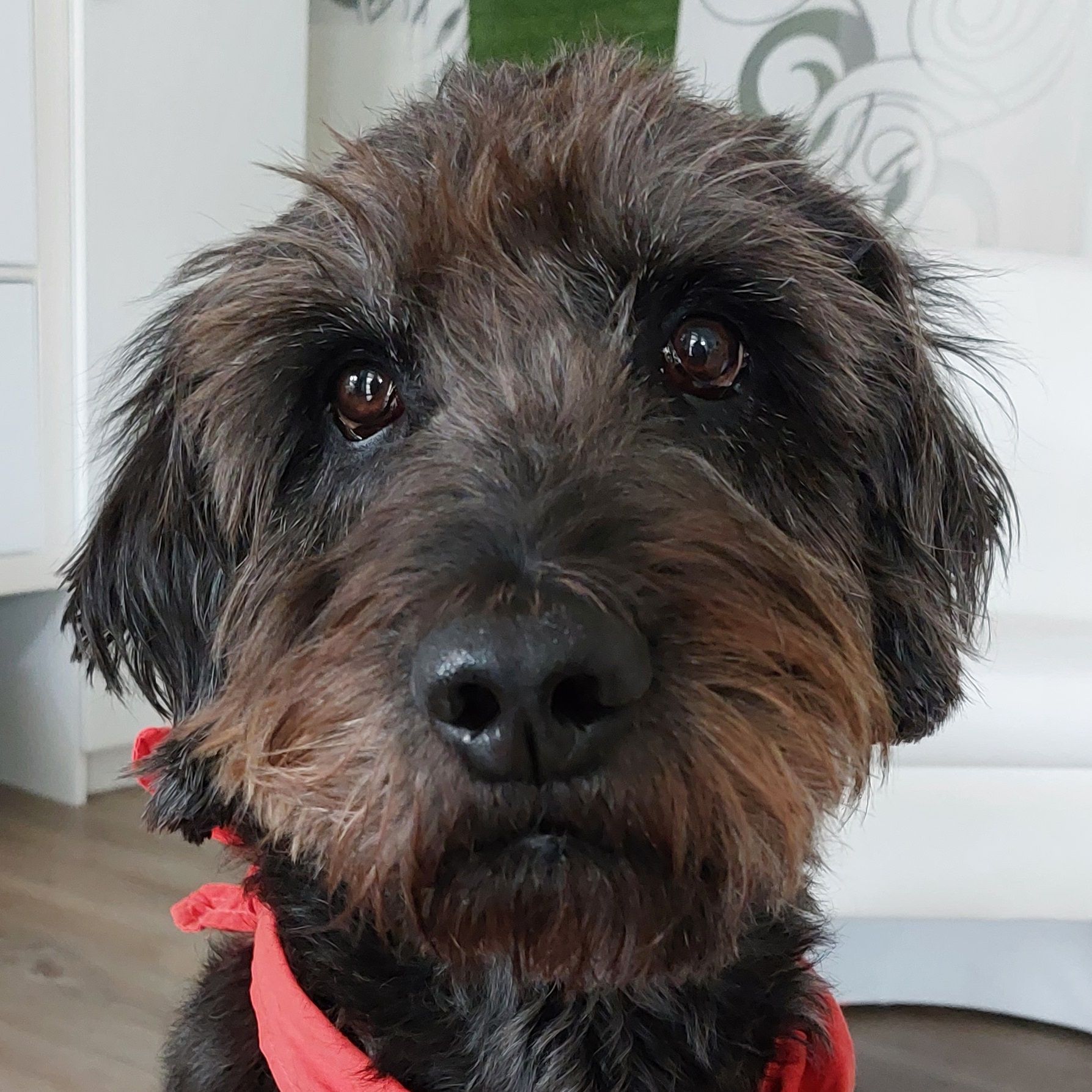 Therapiehund Falco