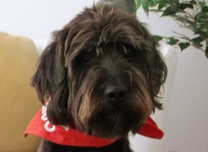 Therapiehund Falco - München