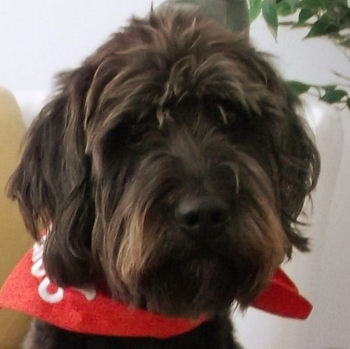 Therapiehund Falco - München