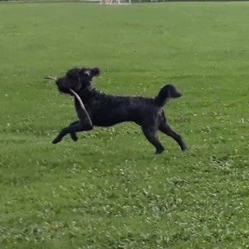 Therapiehund Falco - München