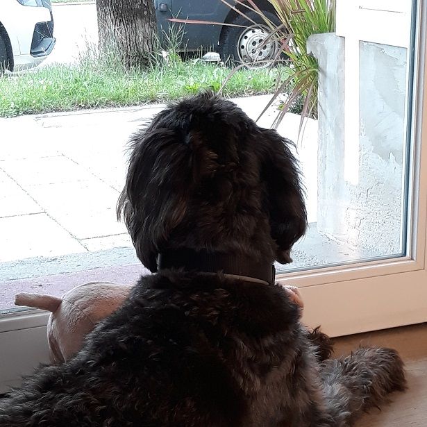 Therapiebegleithund Falco, München