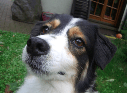 Anifit, Hundefutter, Katzenfutter, Shop, Wassenberg, Lorenz und Carola Zintl