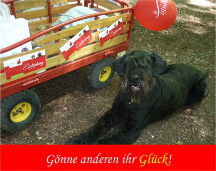 Geld verdienen, Nebenjob, Anifit