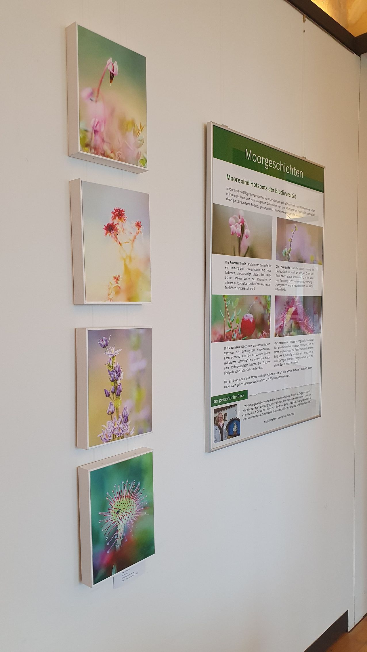 Fotos von typischen Moorpflanzen