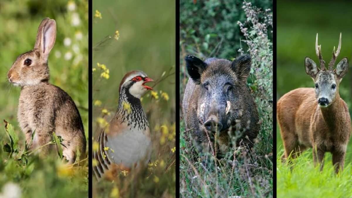 Gestión de caza y documentación del coto Gestión de Cotos de caza