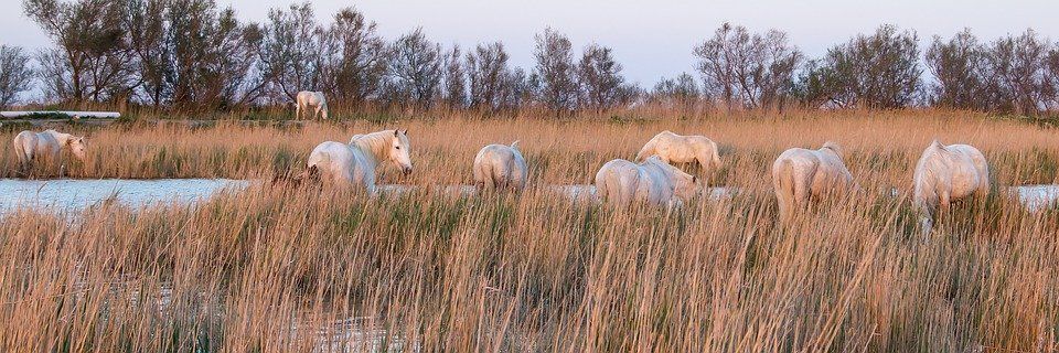 Les chevaux de Camargue