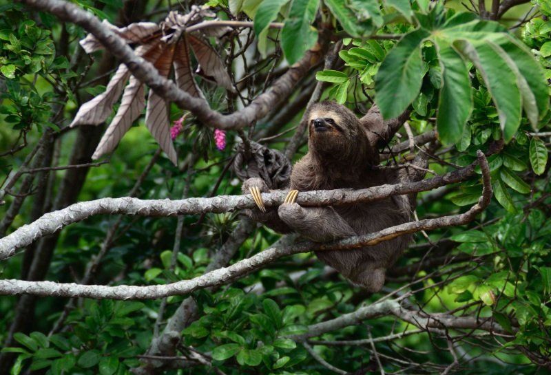 la faune et la flore au Panama voyage