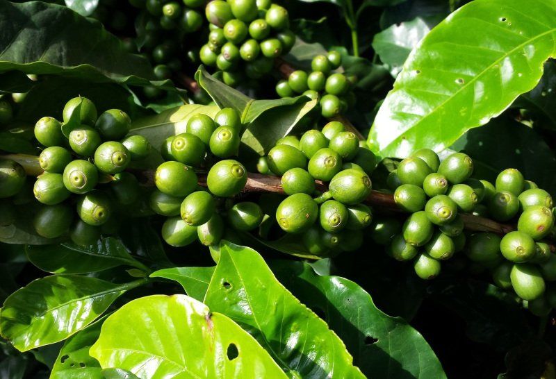 les plantations de café au Panama voyage