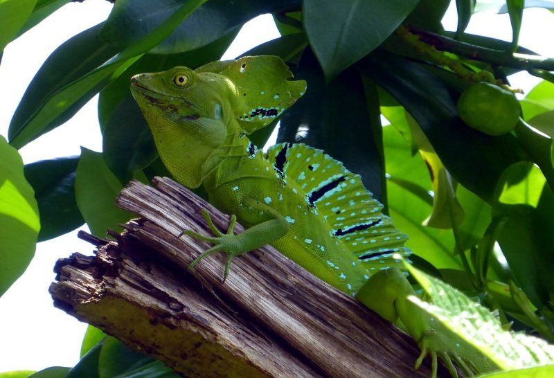la forêt tropicale au Panama
