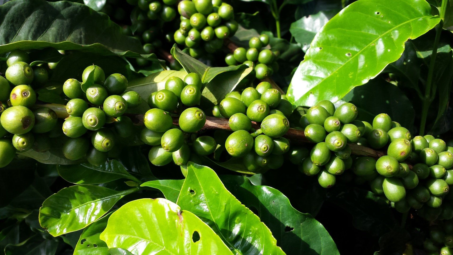 les plantations de café au Panama