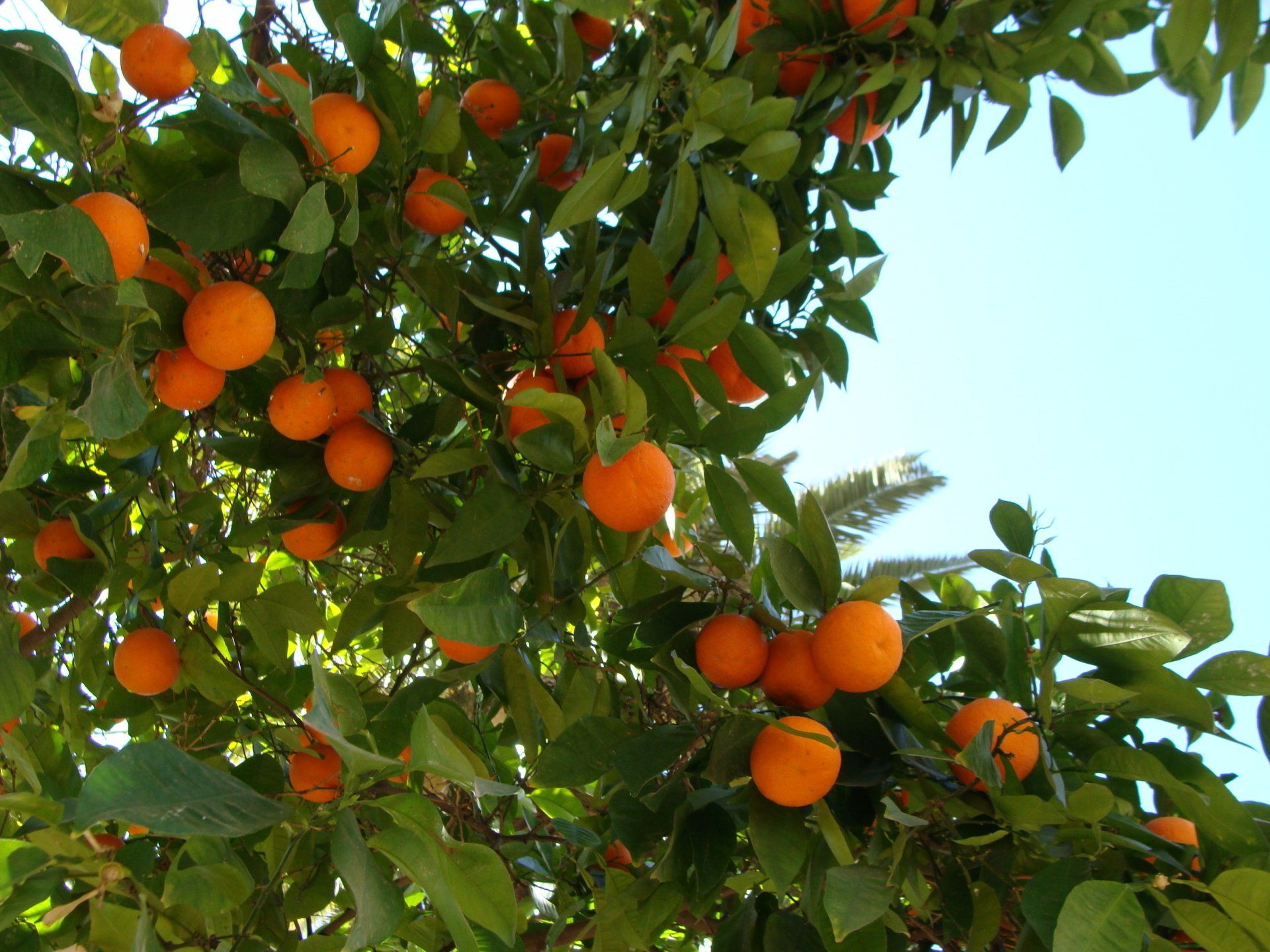 la route de l'orange à Valence en Espagne