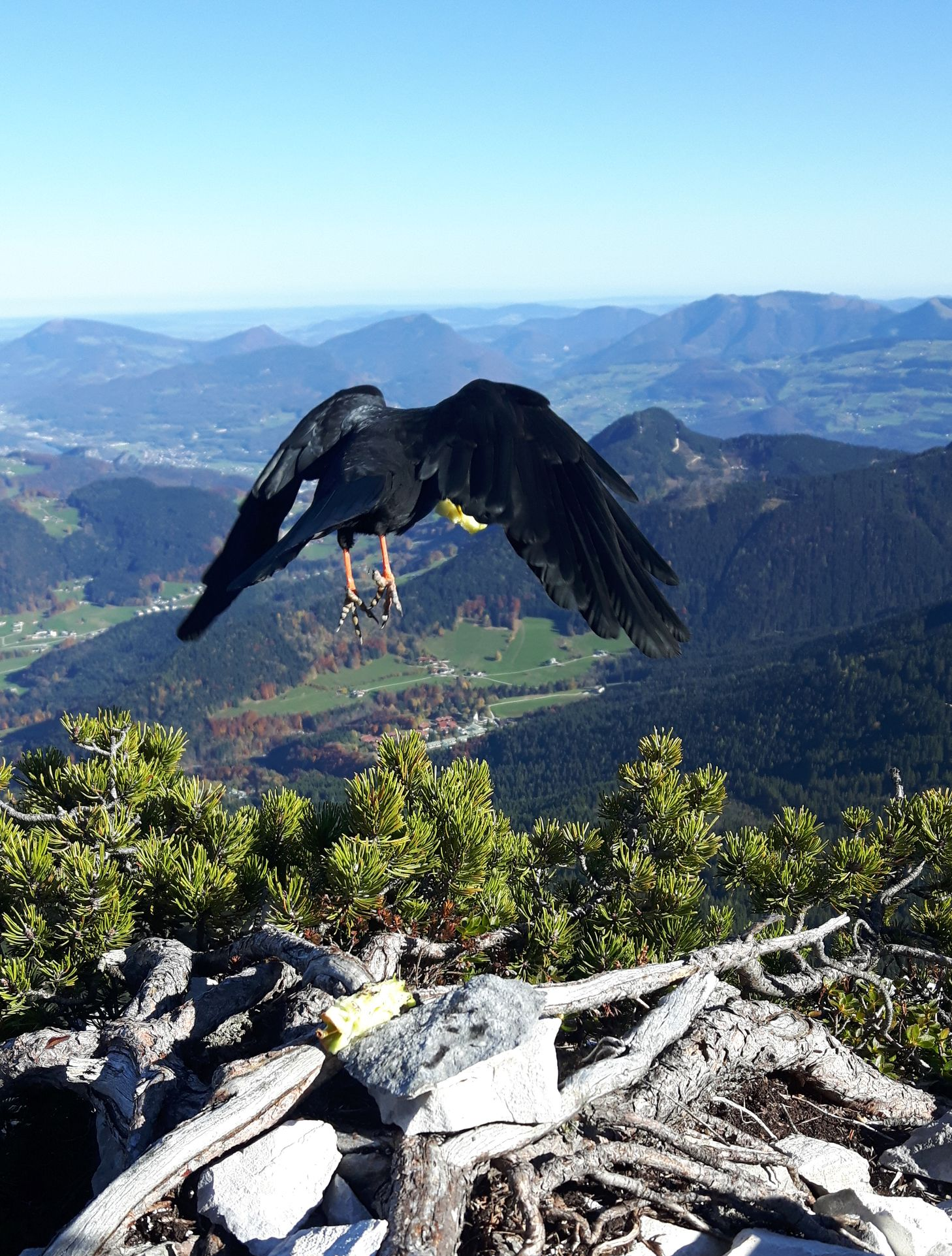 Eine Dohle, die sich gerade im Abflug befindet. Dahinter eine Berglandschaft