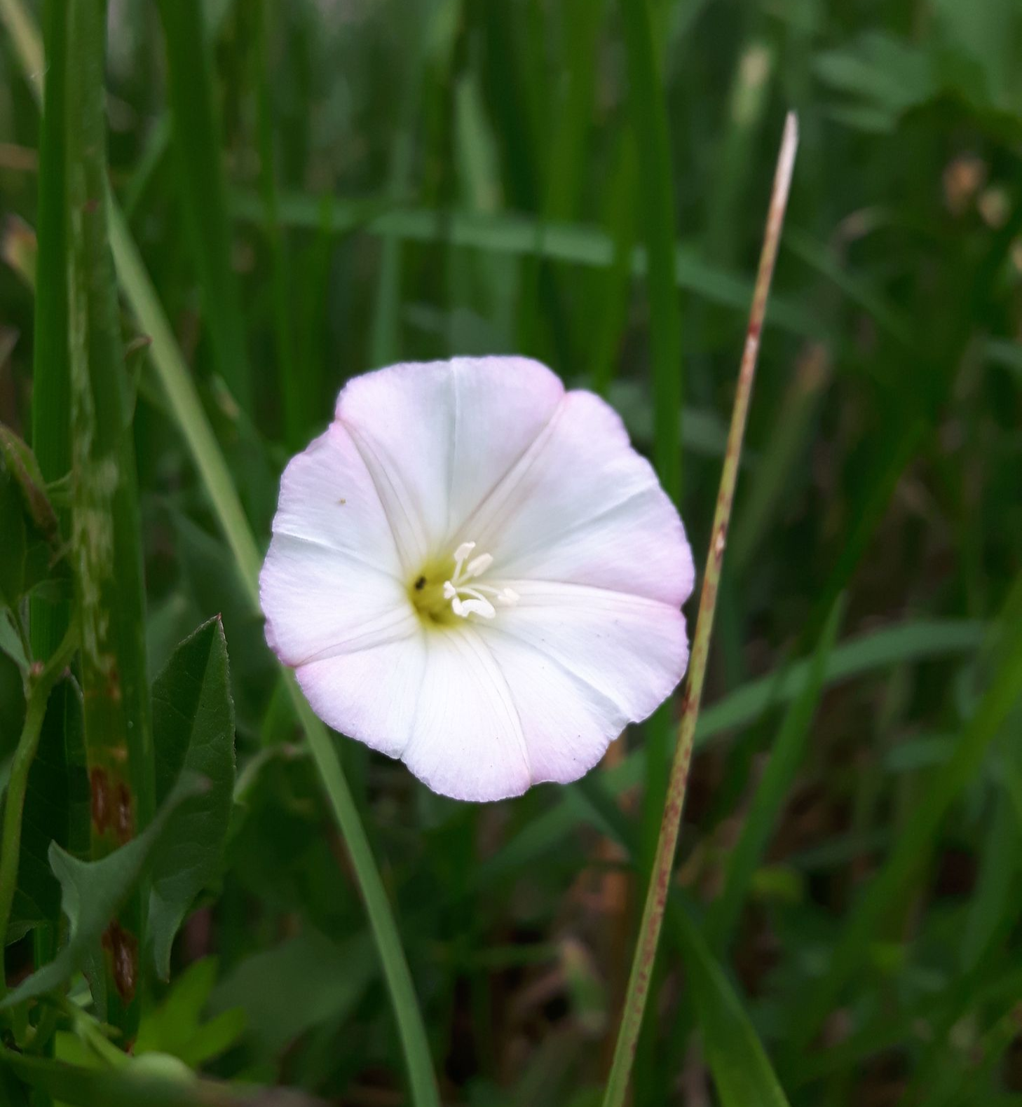 Eine hellrosa-weiße Blüte auf grüner Wiese
