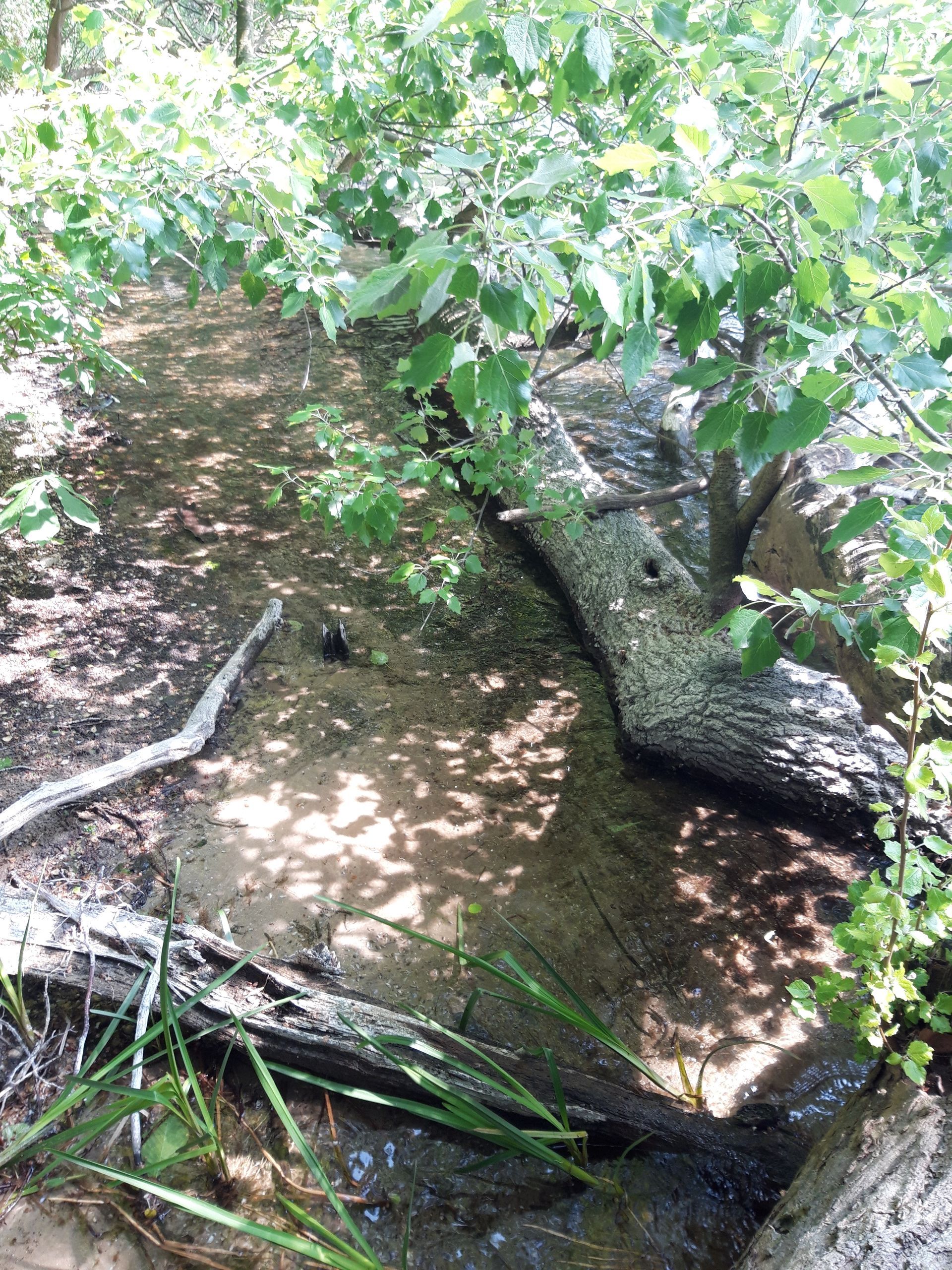 Ein Fuß, der auf einem Felsen steht