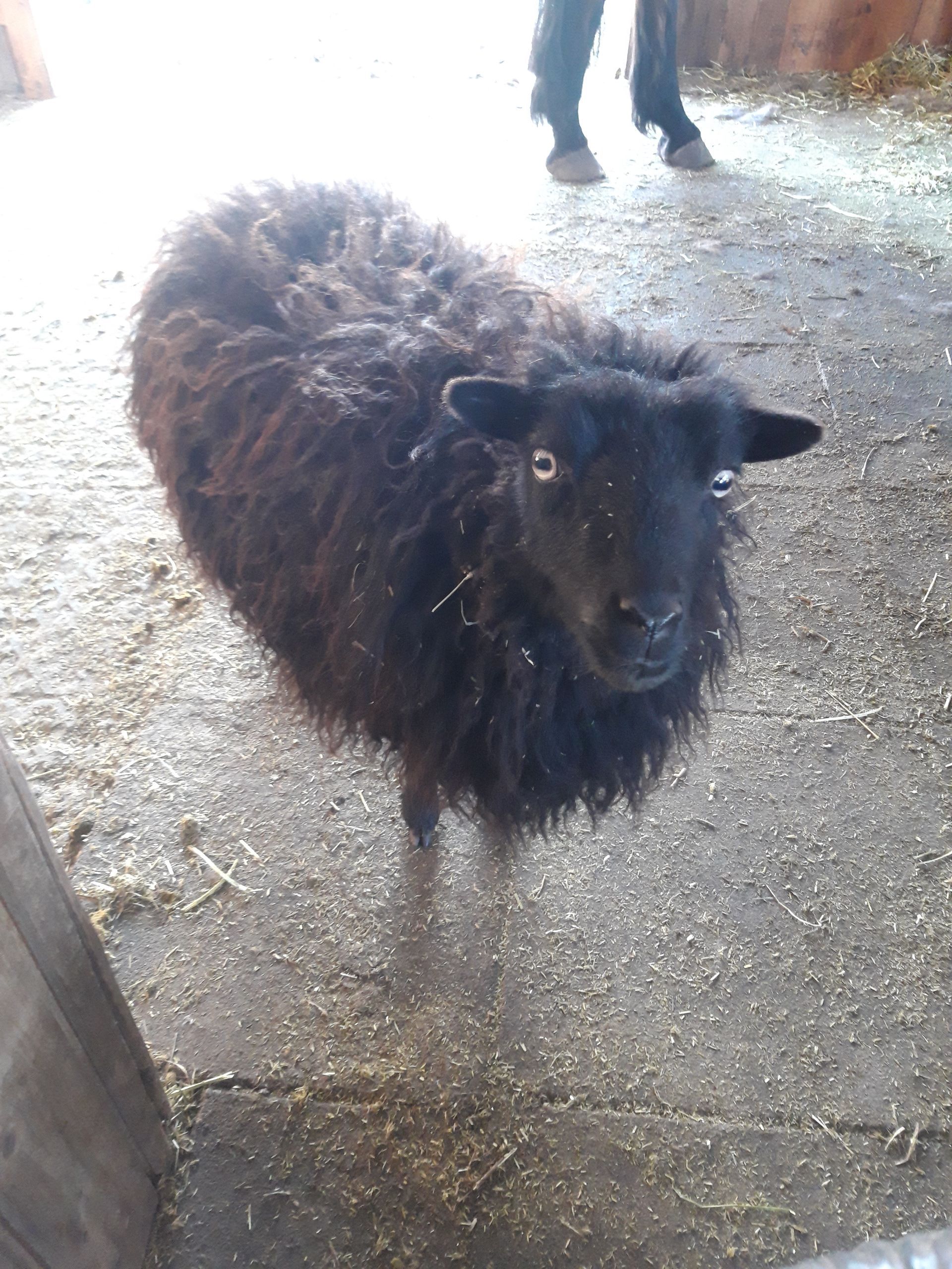 Ein kleines schwarzes Schaf, das in die Kamera blickt