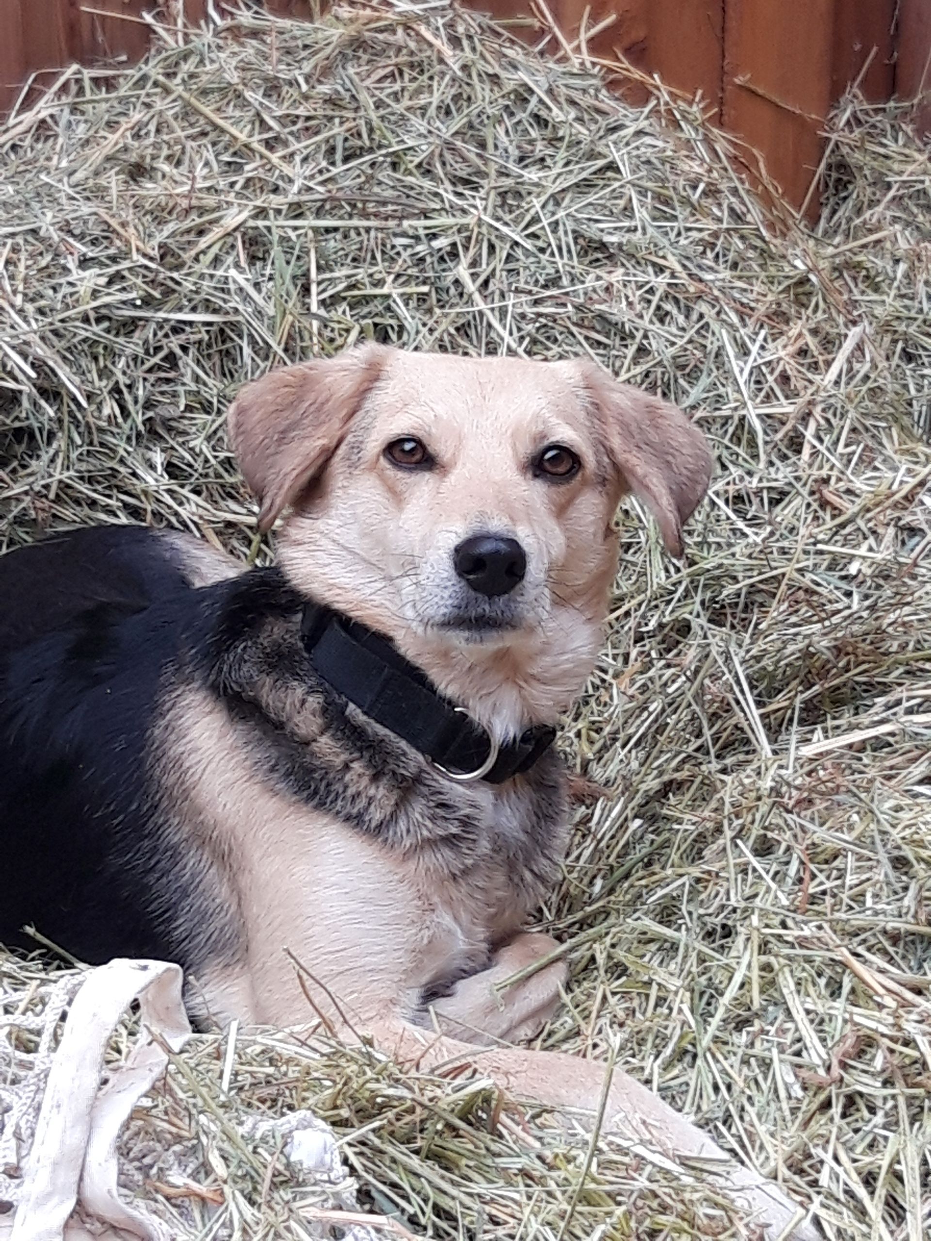 Ein beige-schwarzer Hund, der auf Heuballen liegt und neugierig in die Kamera schaut