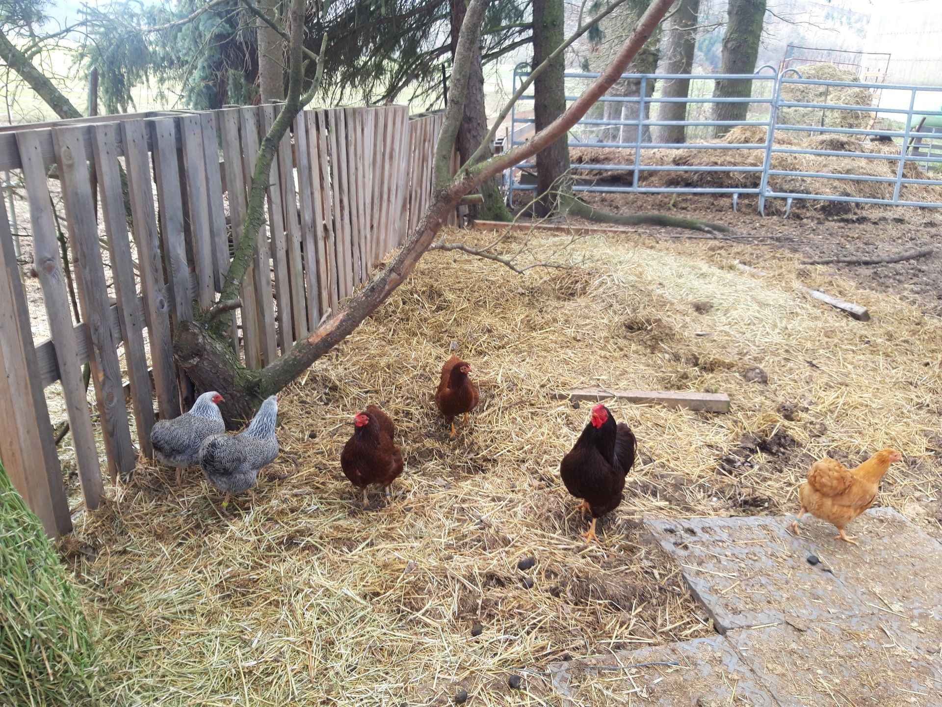 Freilaufende Hühner in der Natur