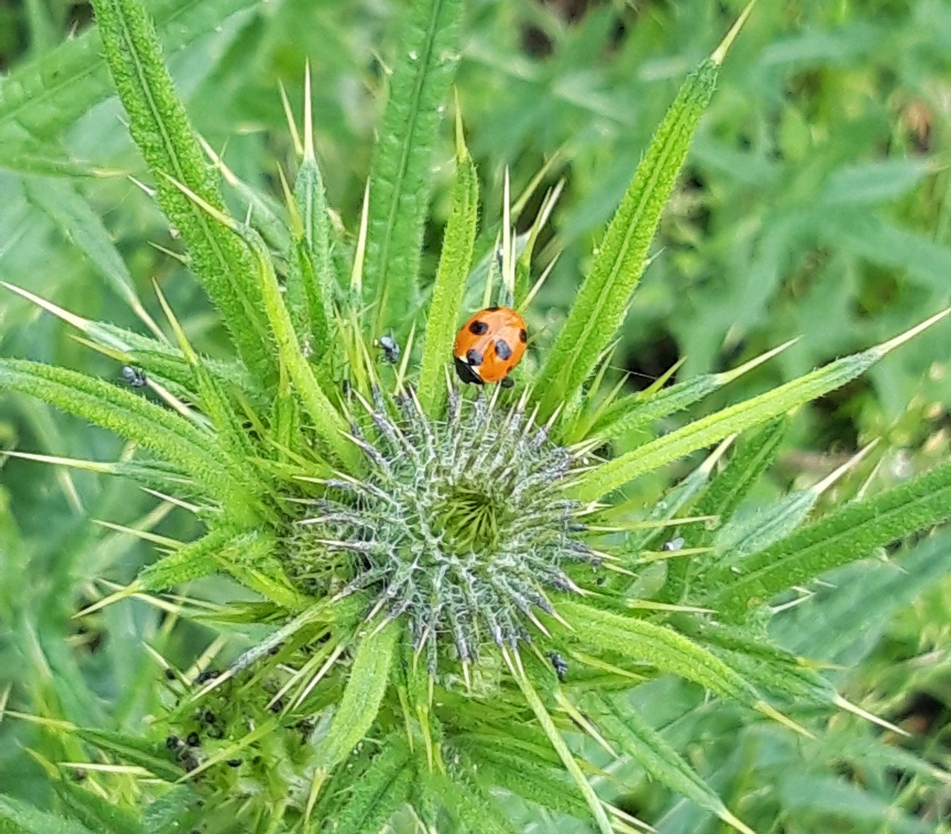 Die geschlossene Blüte einer Distel auf der ein Marienkäfer sitzt