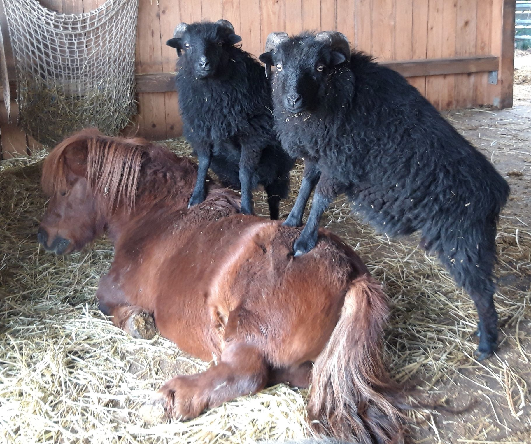Zwei schwarze Schafe, die mit ihren Vorderklauen auf dem Rücken eines liegenden Ponys stehen