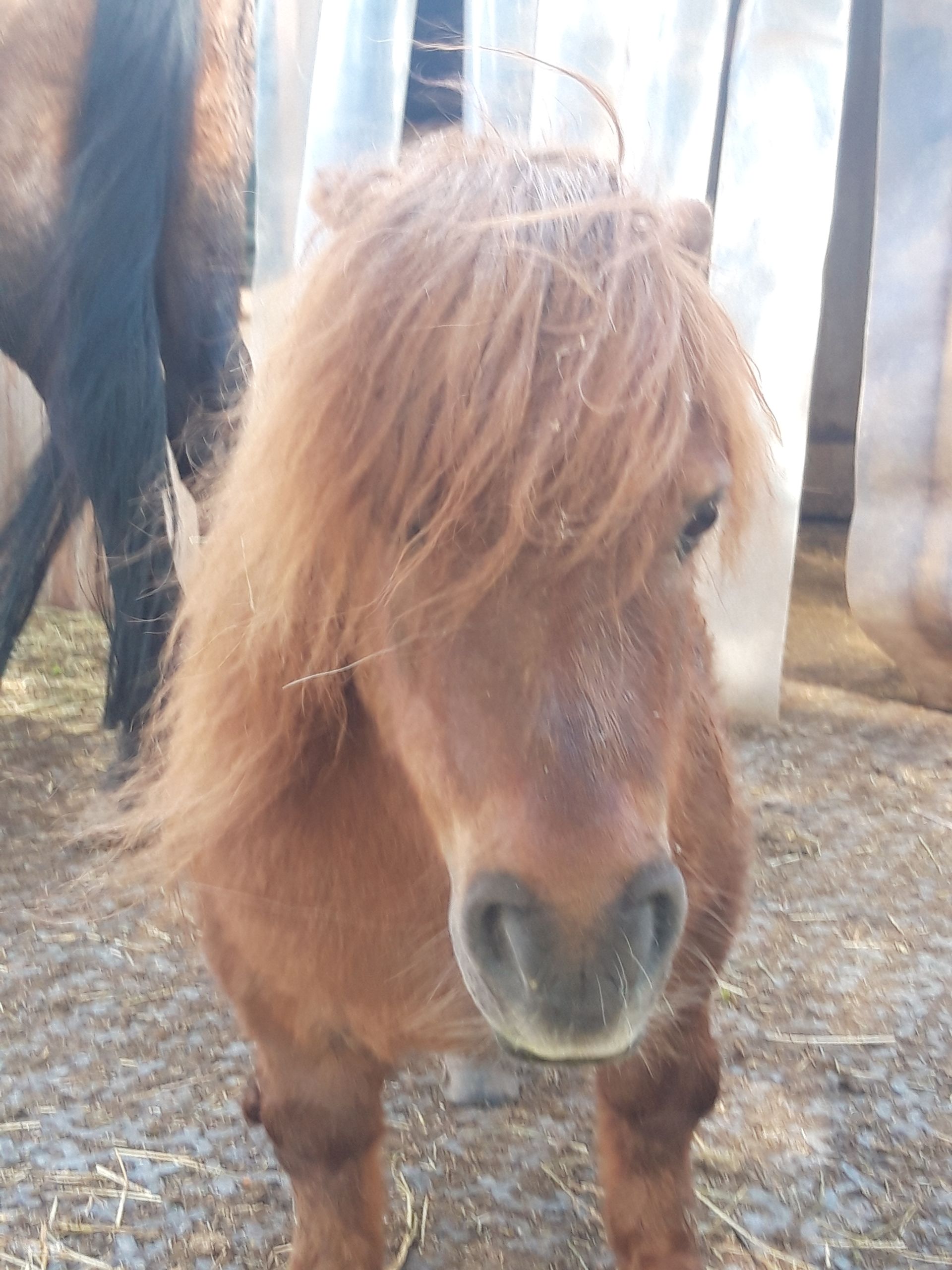Ein kleines fuchsfarbenes Pony mit einer wilden Mähne
