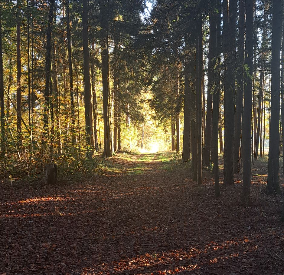 Ein Waldweg im Herbst der in strahlendes Licht führt