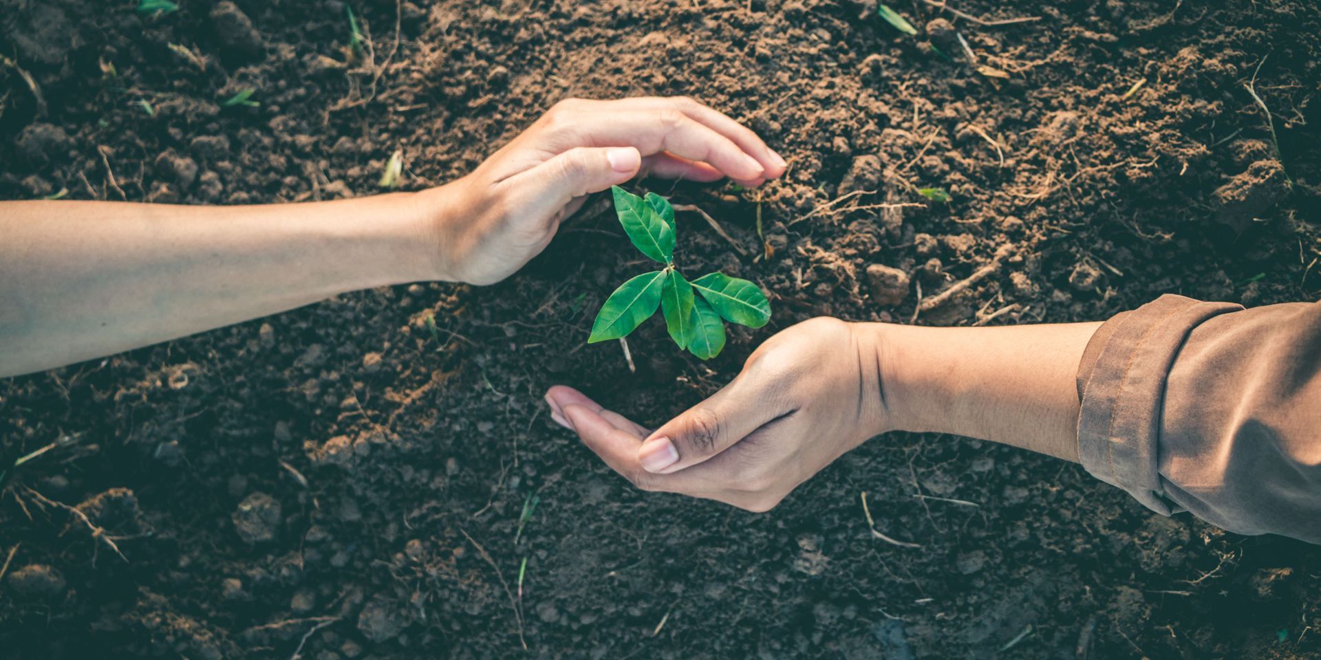 Hands and a young plant