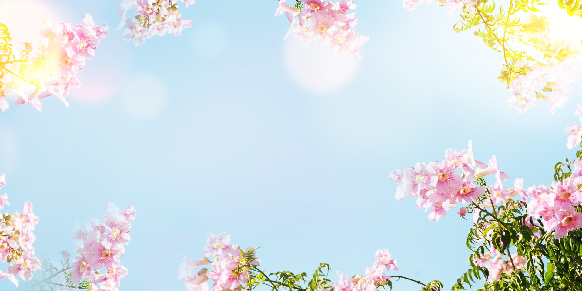 Spring Flowers
